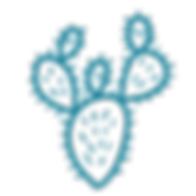 A stylish drawing of a prickly pear cactus